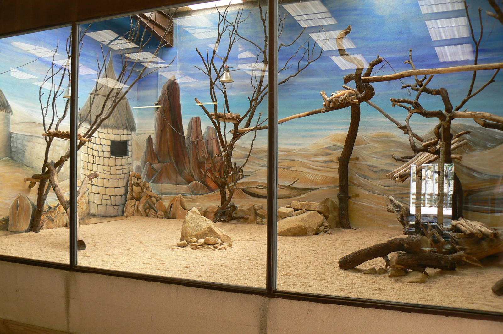 Southern white rhinos house - Sand cats indoor enclosure