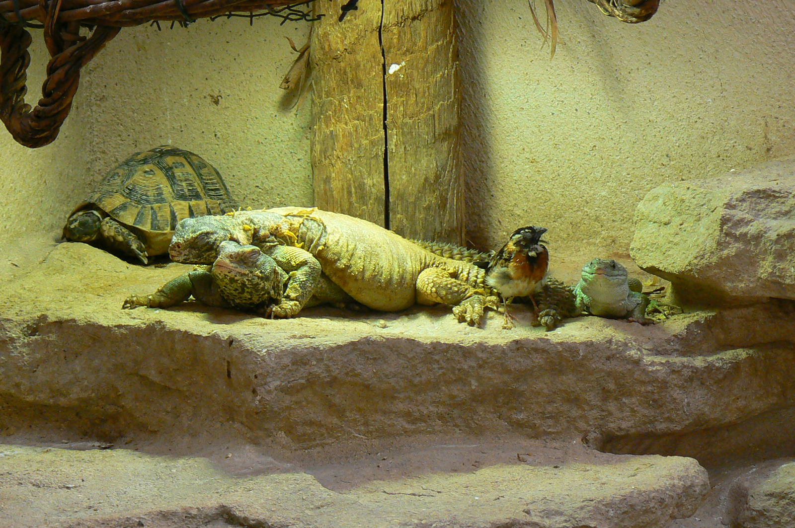 Southern white rhinos house - Spiny-tailed lizards, paradise whydah and med