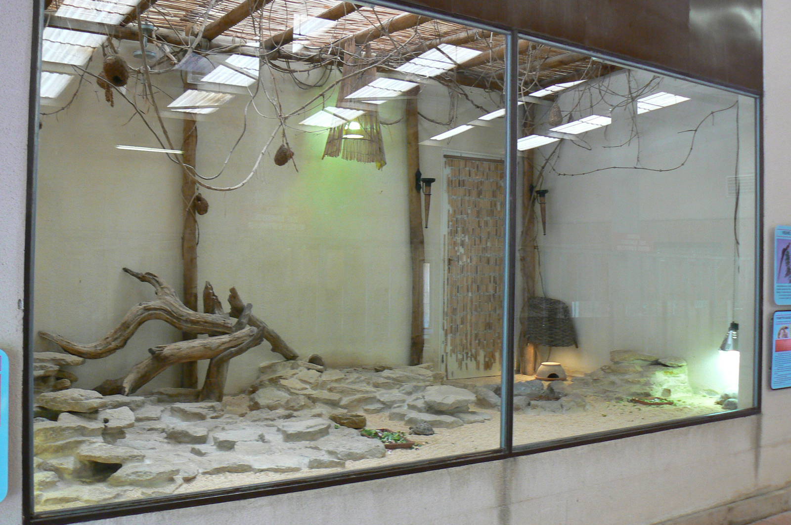 Southern white rhinos house - Spiny-tailed lizards, paradise whydahs and me