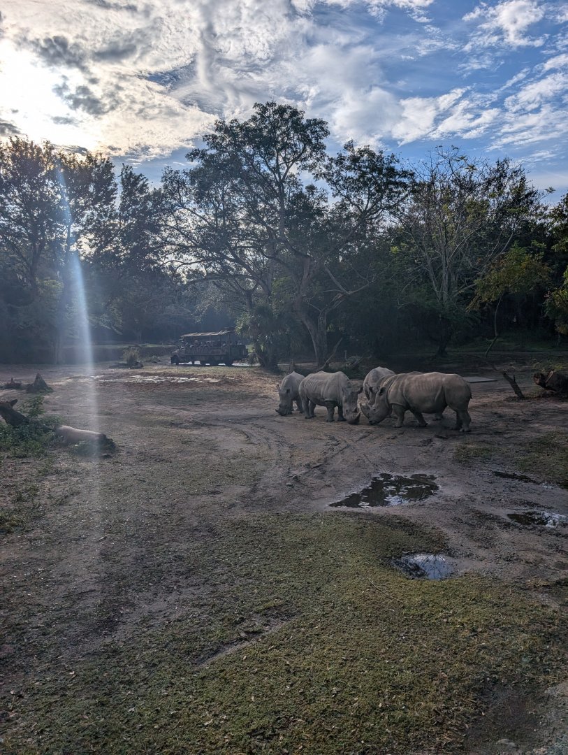 Southern White Rhinos - Kilimanjaro Safari