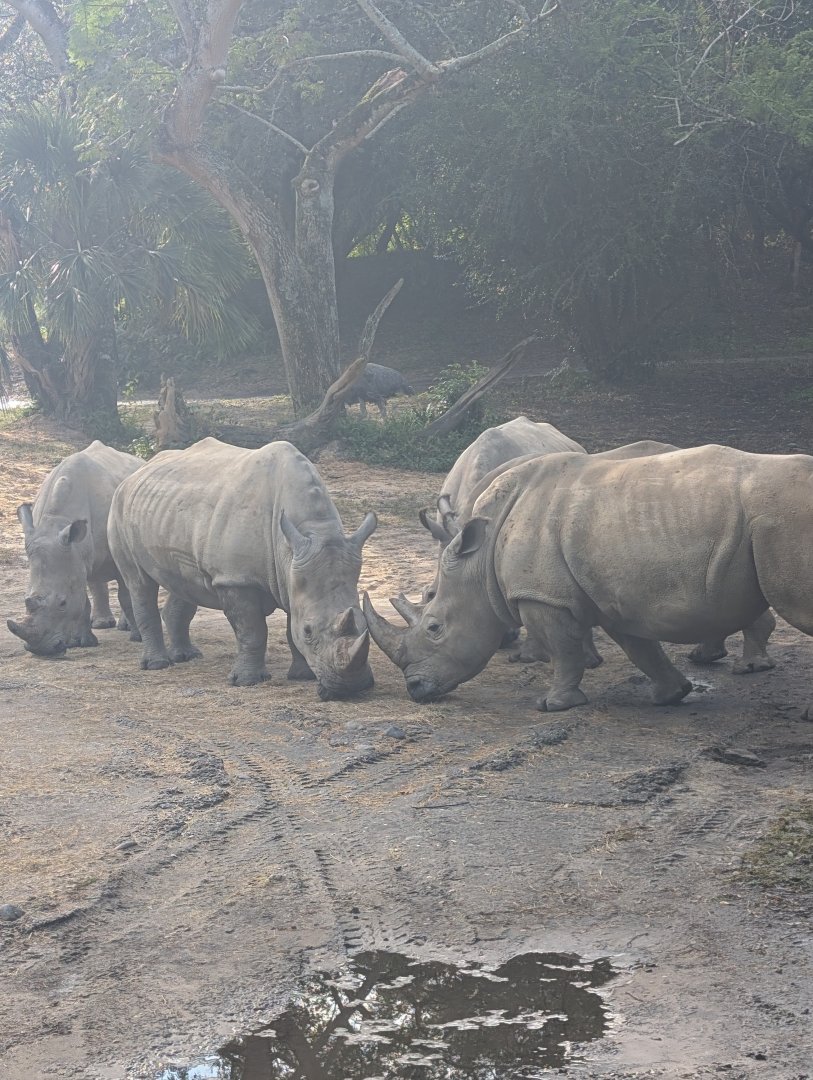 Southern White Rhinos - Kilimanjaro Safari