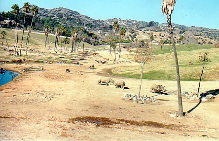 Southern white rhinos & Lady Grays waterbuck  @ San Diego wild animal p