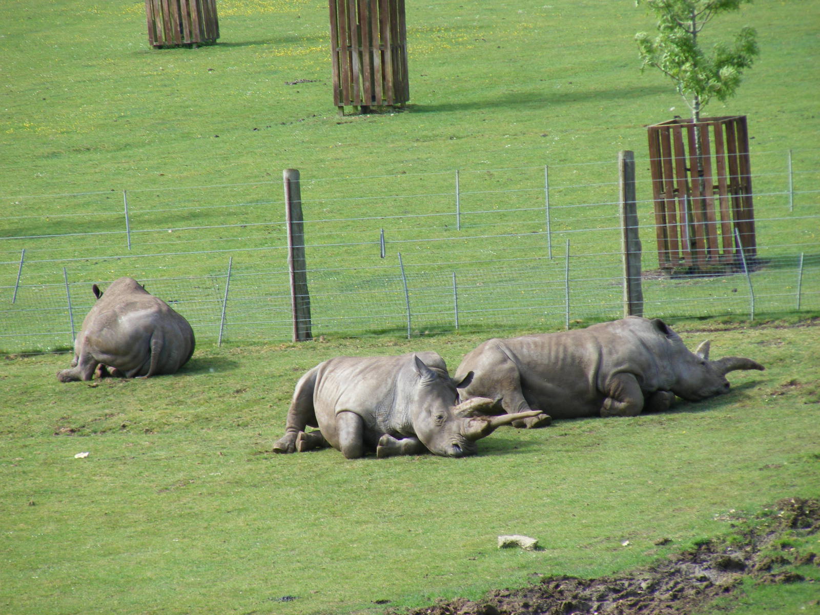Southern white rhinos relaxing at Marwell Wildlife, 8 May 2011