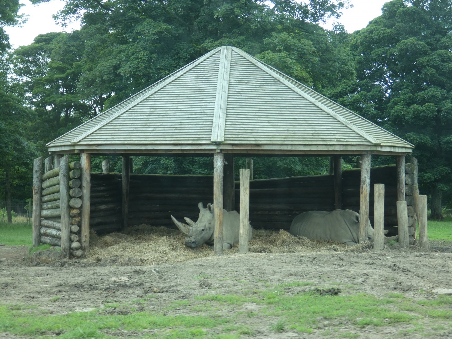 Southern White Rhinos under shelter
