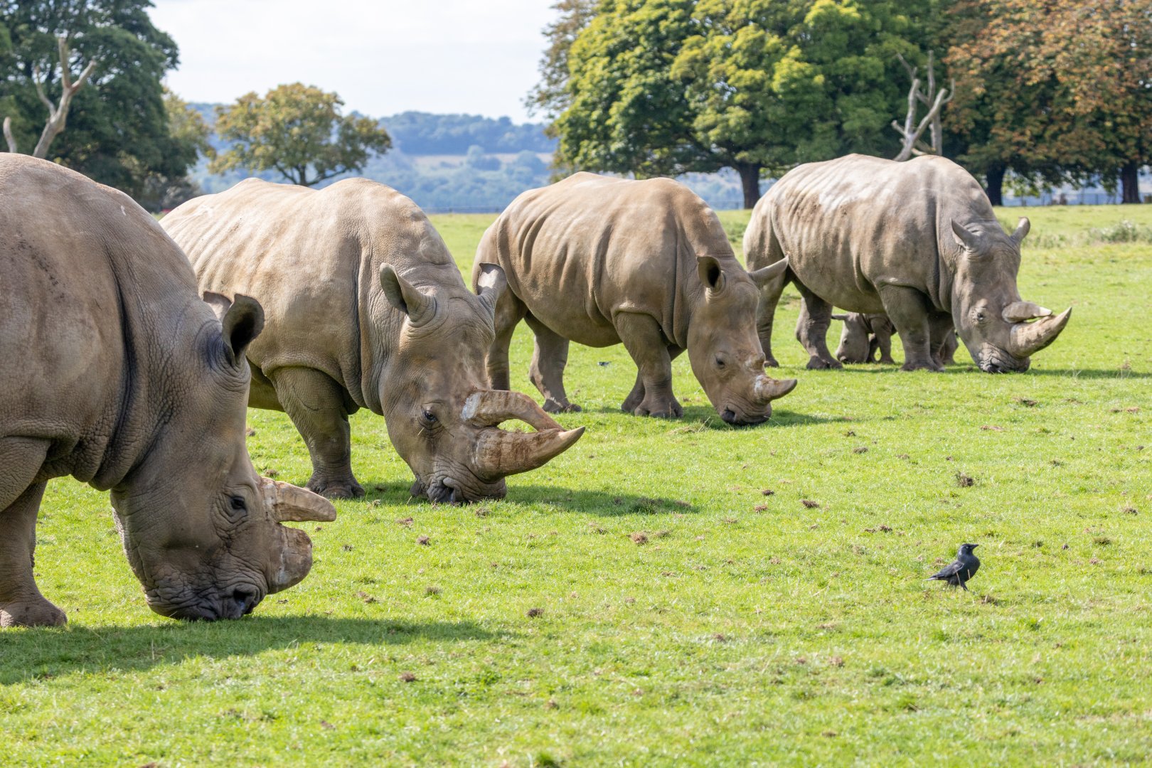 Southern White Rhinos / Whipsnade / 17-9-21