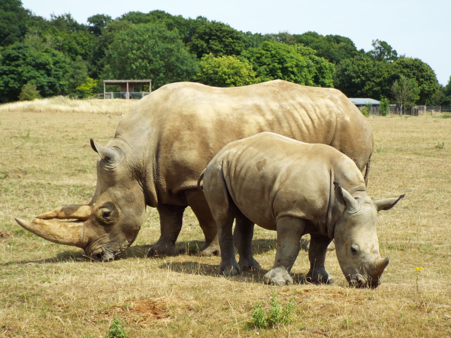 Southern white rhinos, ZSL Whipsnade