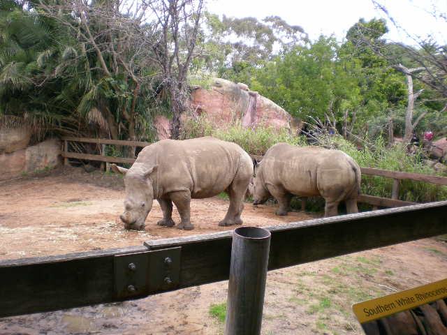 Southern White Rhinos