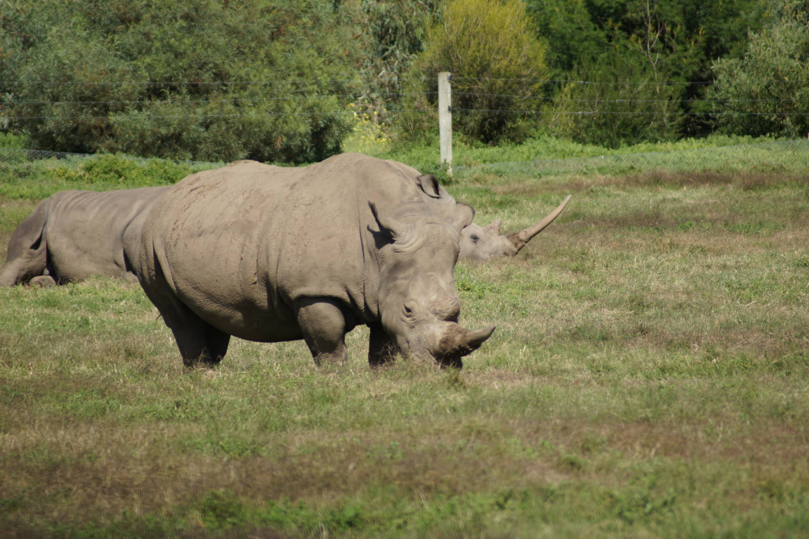 Southern White Rhinos