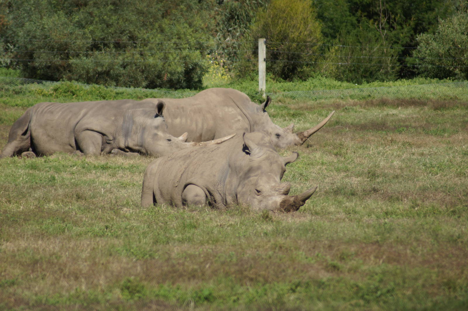 Southern White Rhinos