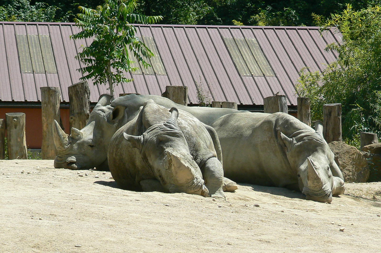 Southern white rhinos
