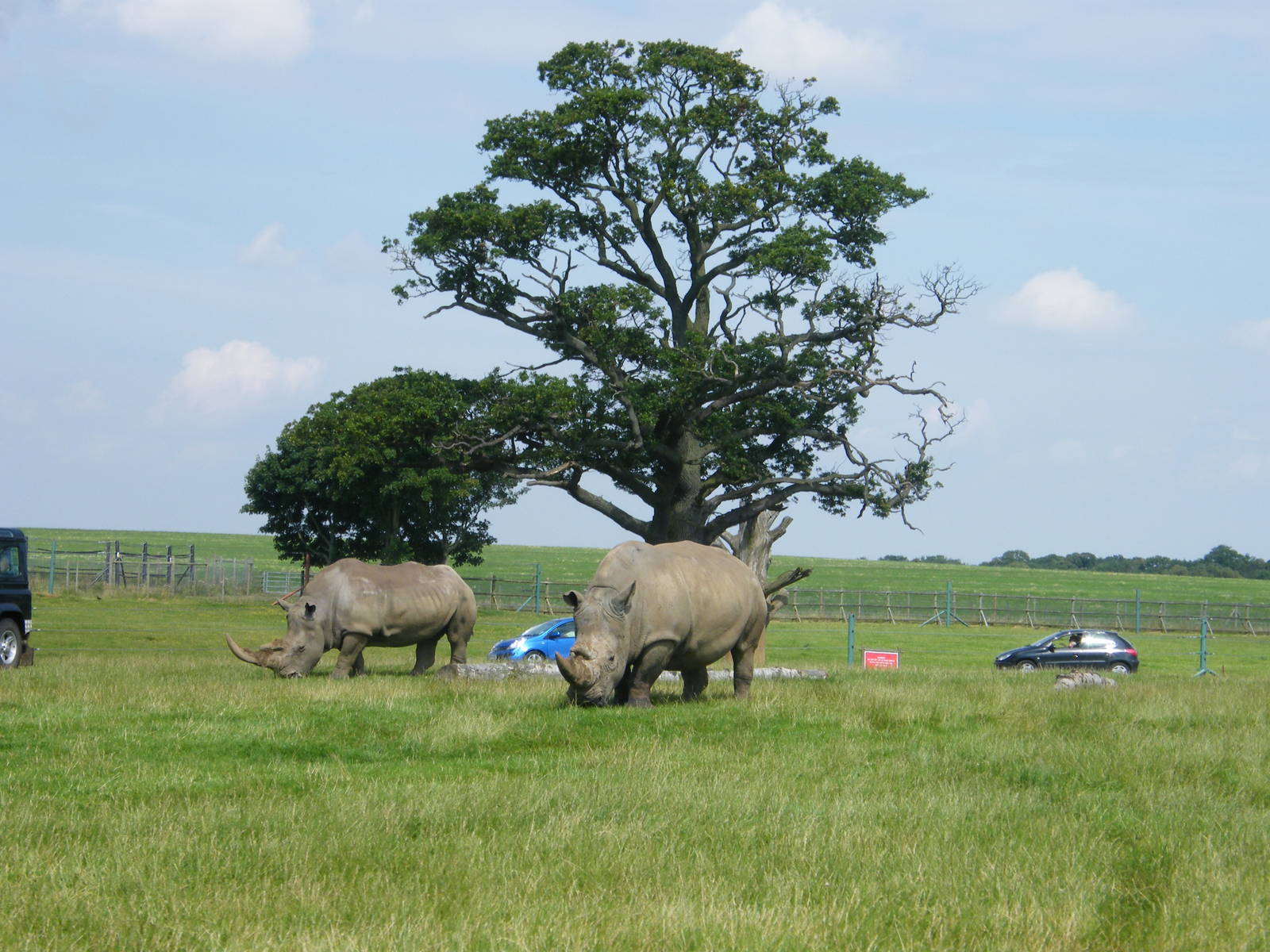 Southern White Rhinos