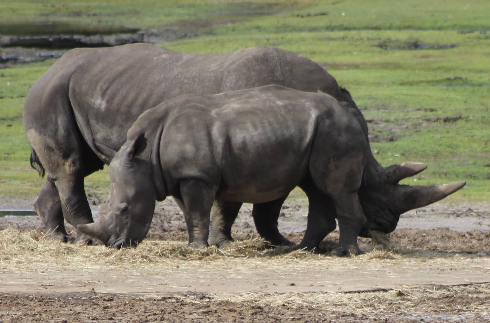 Southern white rhinos