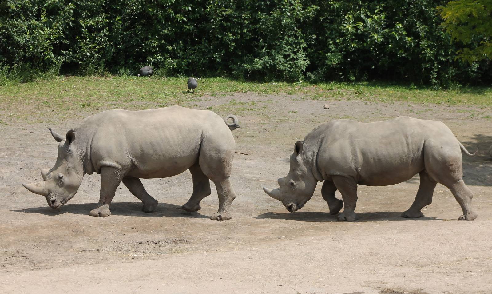 Southern white rhinos