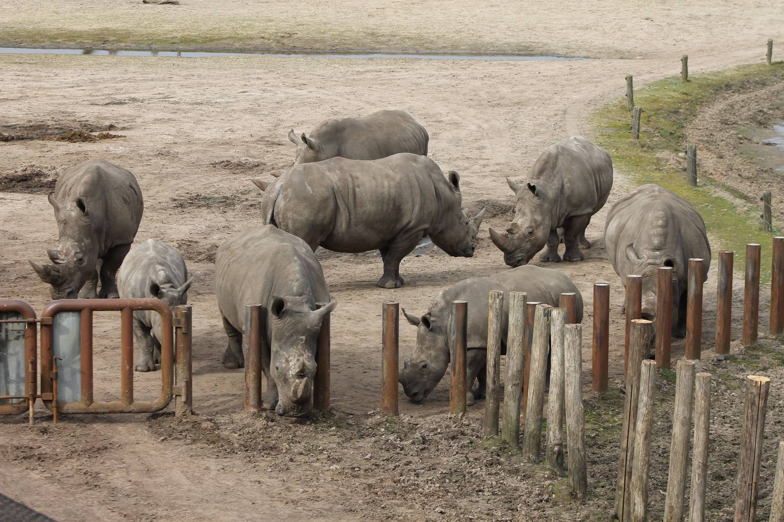 Southern white rhinos