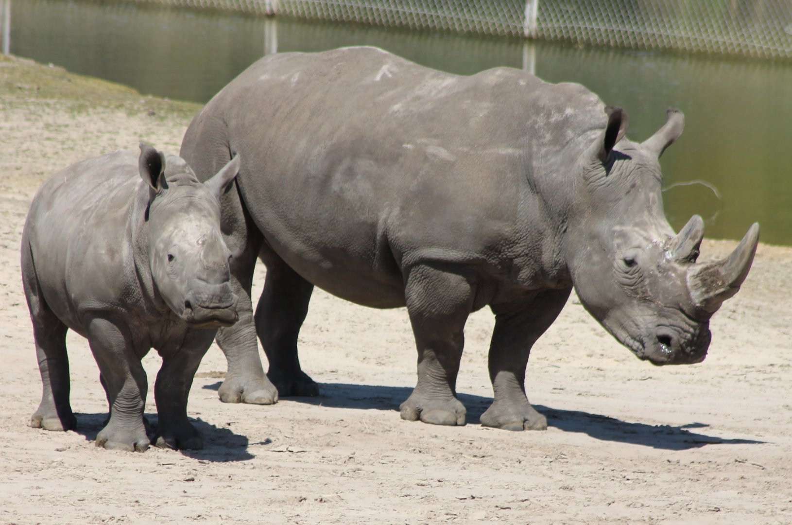 Southern white rhinos
