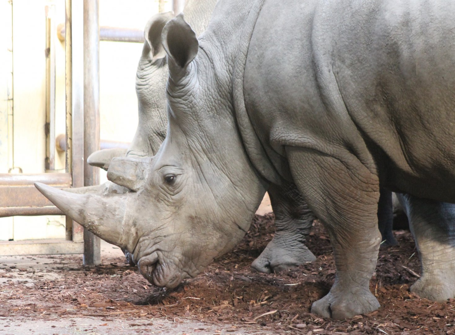 Southern white rhinos