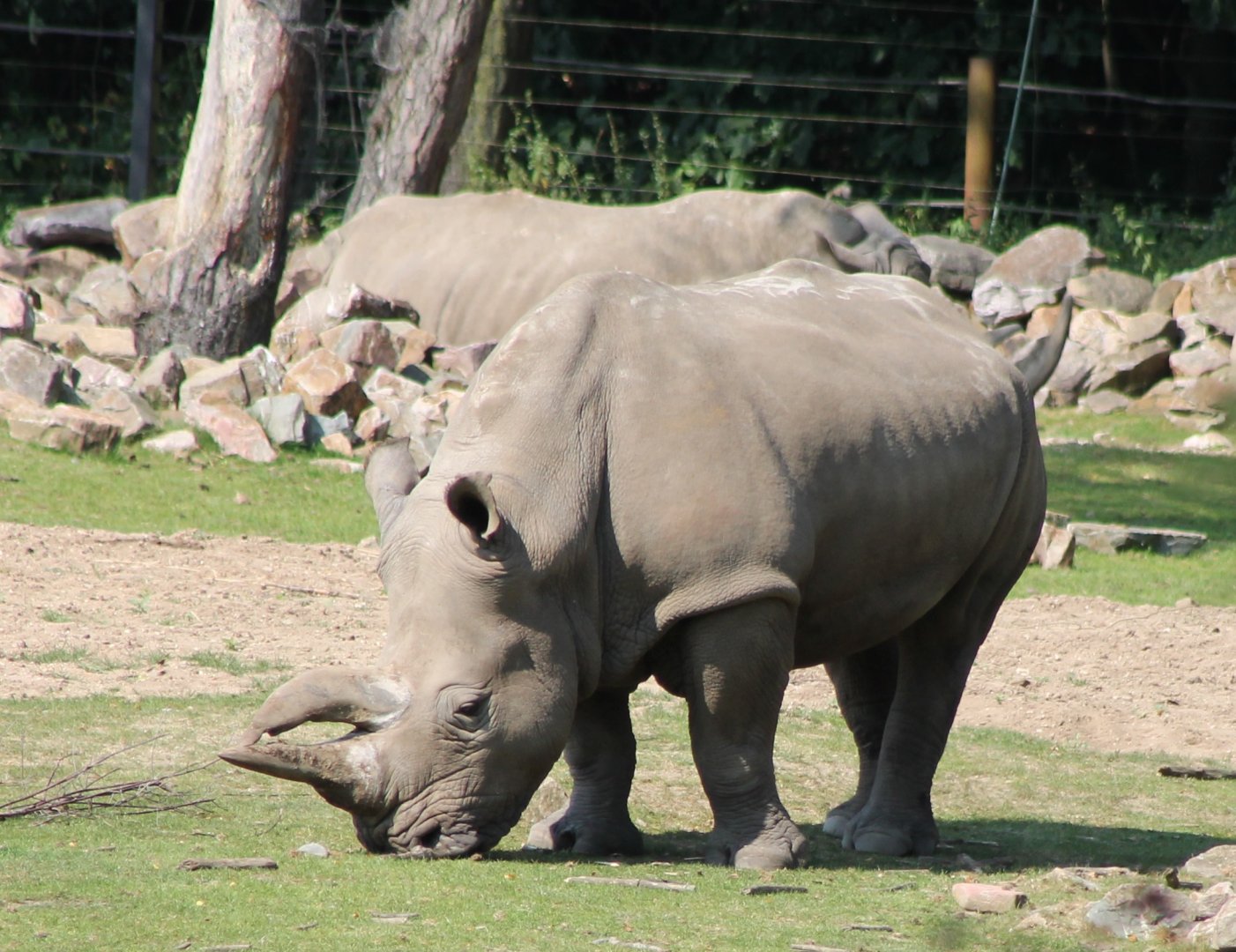 Southern white rhinos