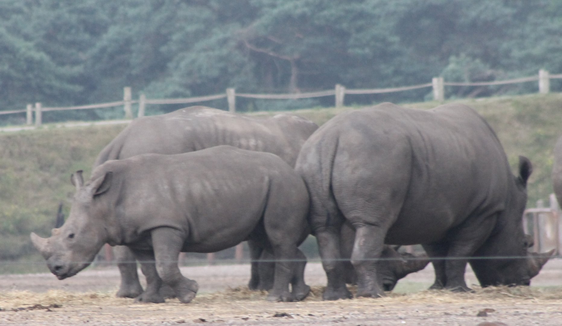 Southern white rhinos