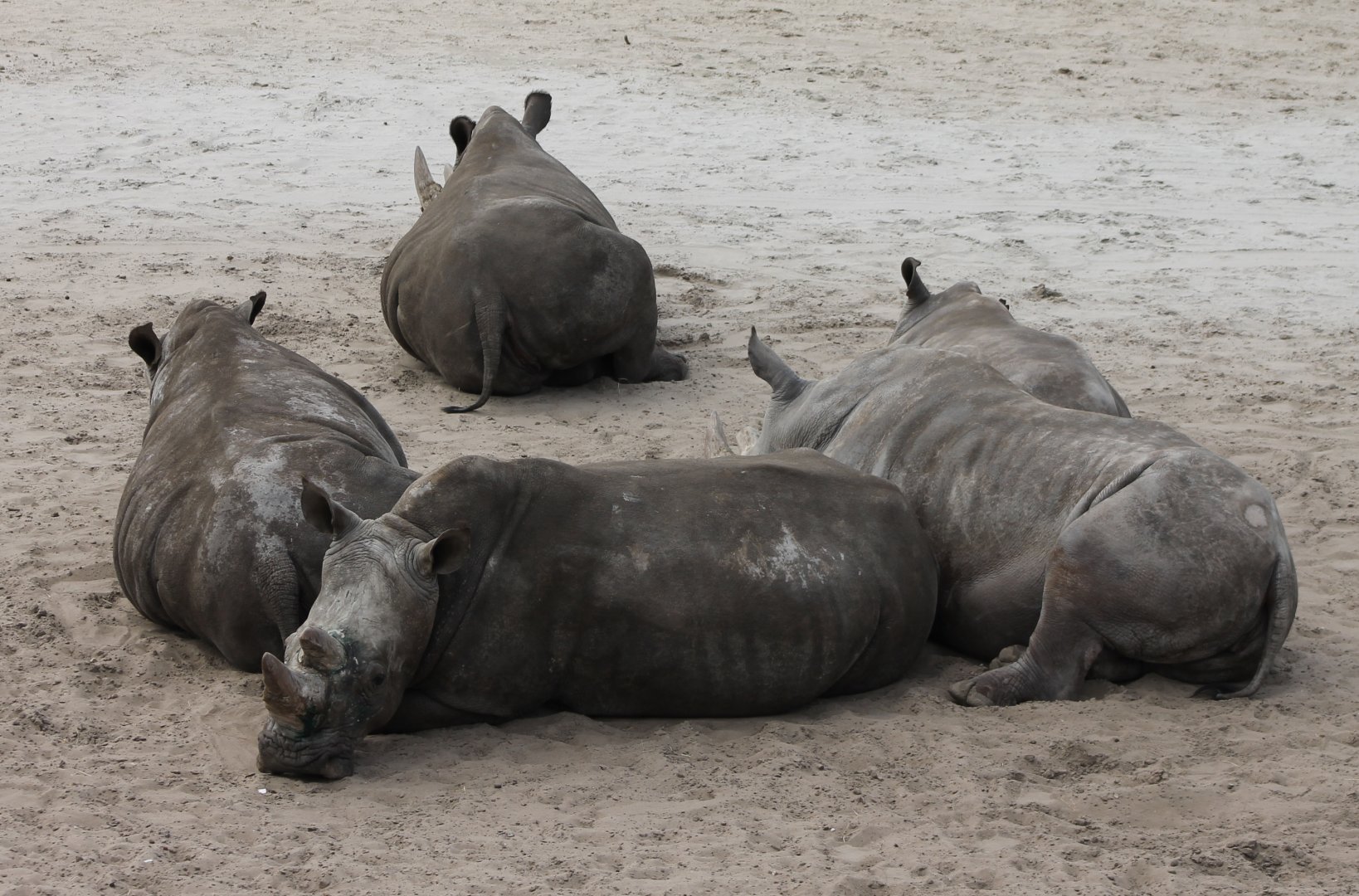 Southern white rhinos