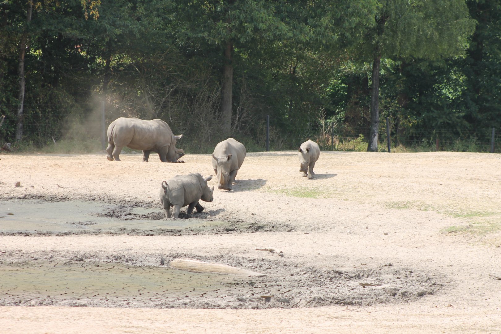 Southern white rhinos