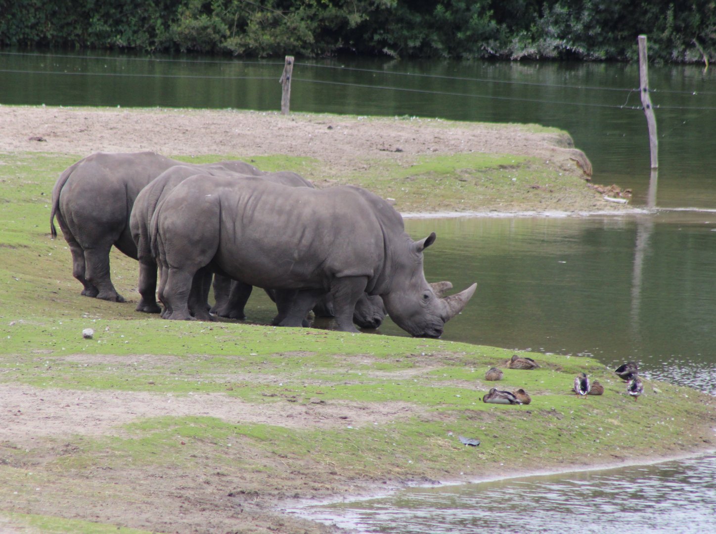Southern white rhinos