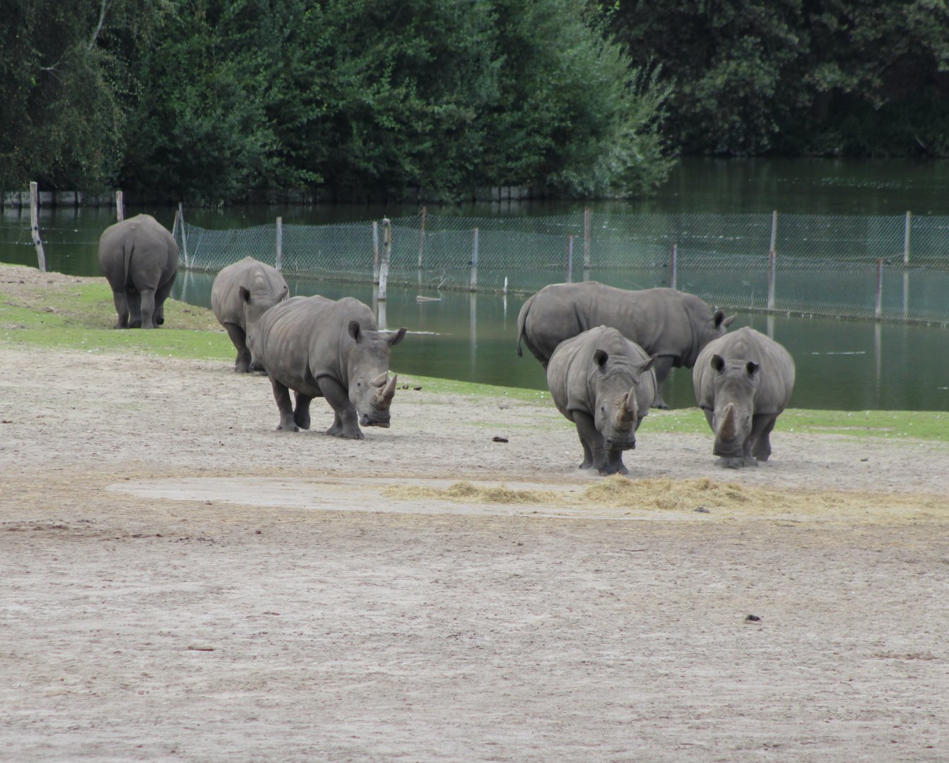 Southern white rhinos