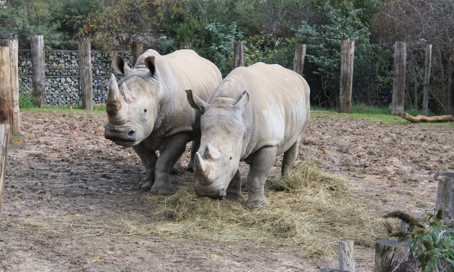 Southern white rhinos