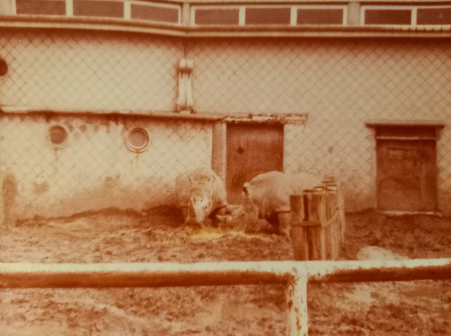 Southern white rhinos