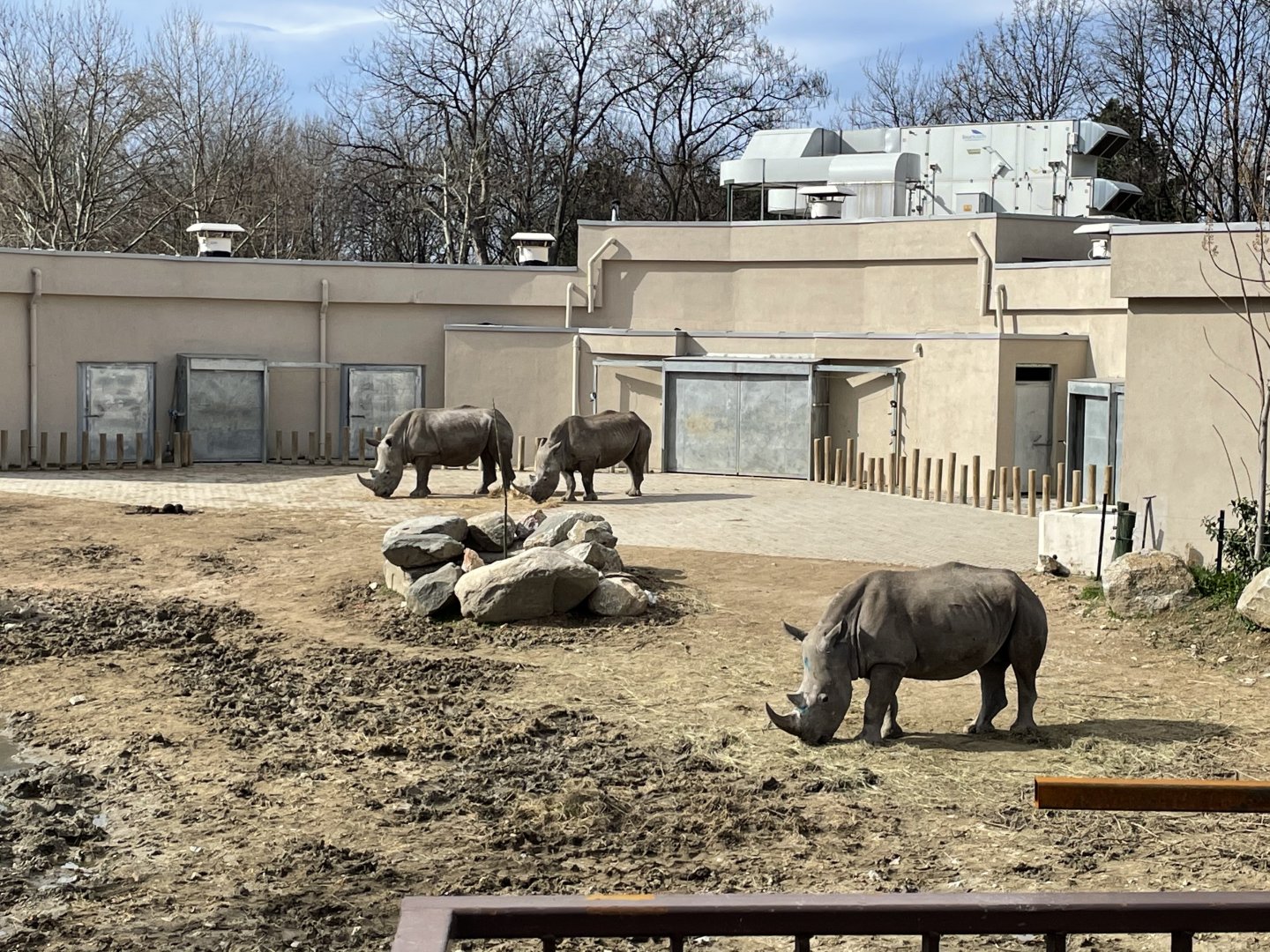 Southern white rhinos
