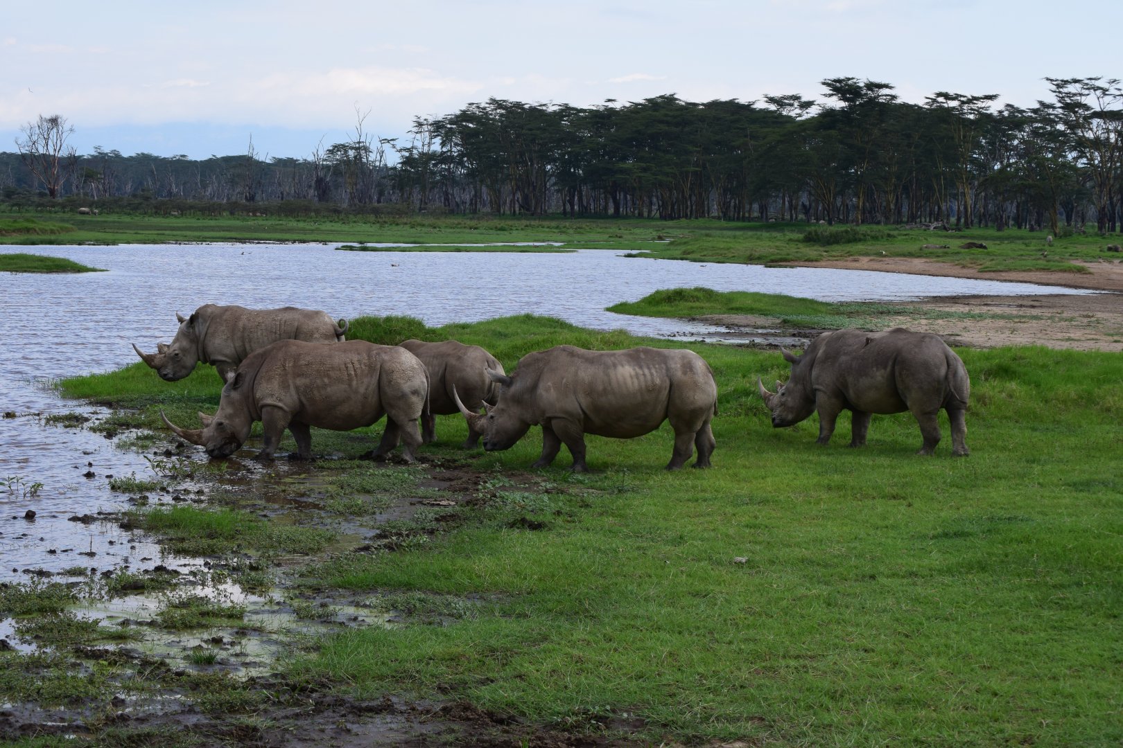Southern White Rhinos