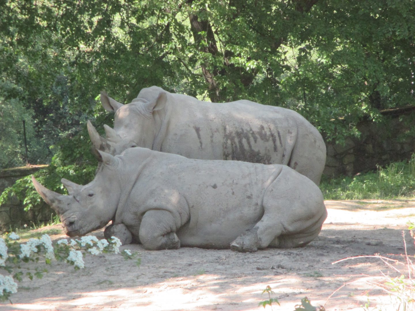 Southern white rhinos