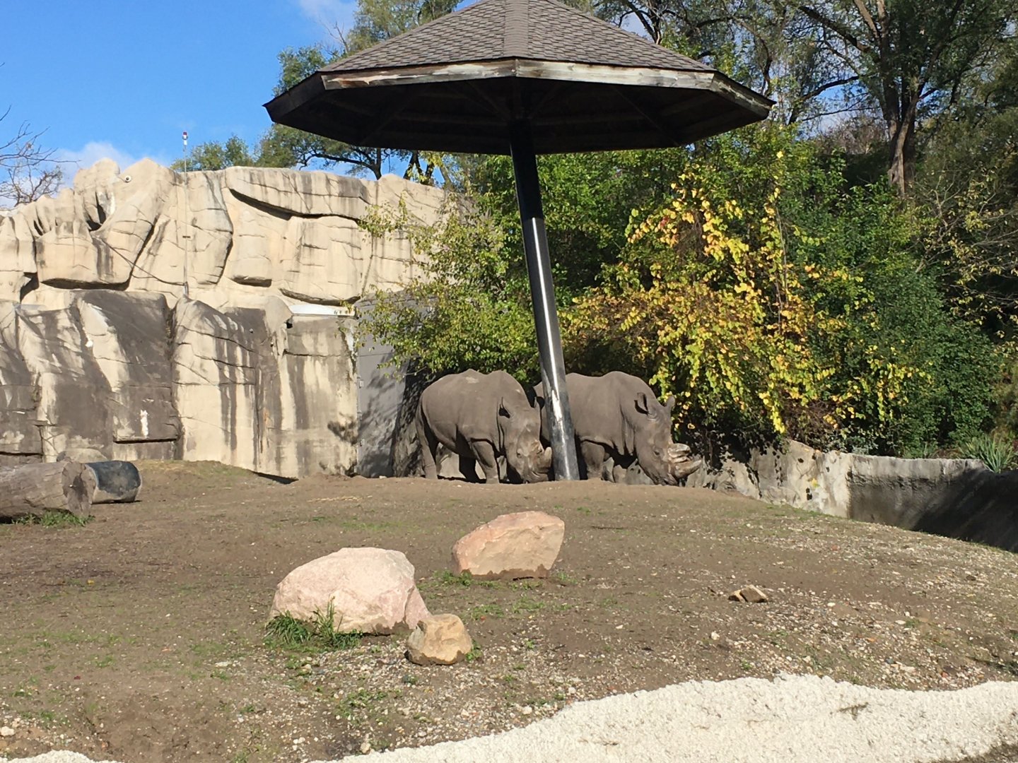 Southern white rhinos
