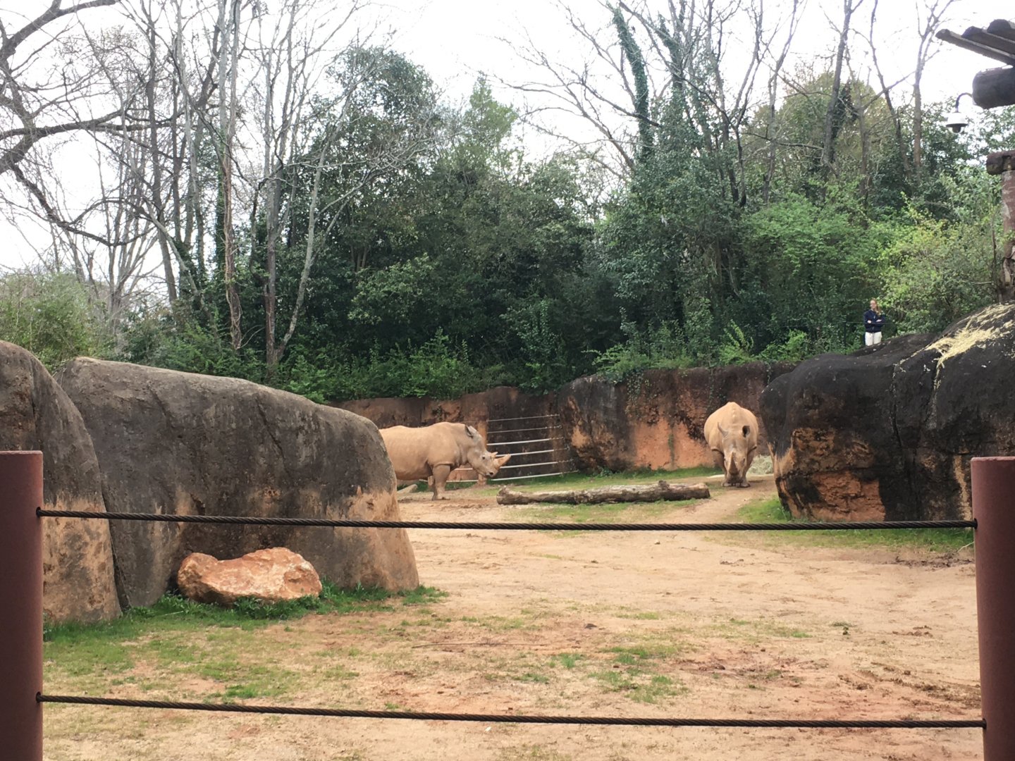 Southern white rhinos