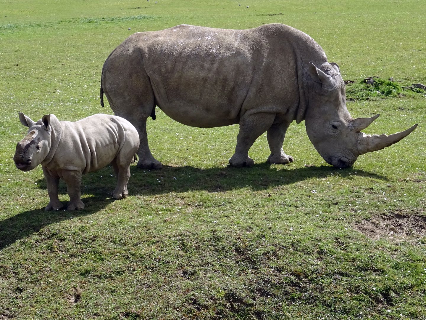 Southern White Rhinos