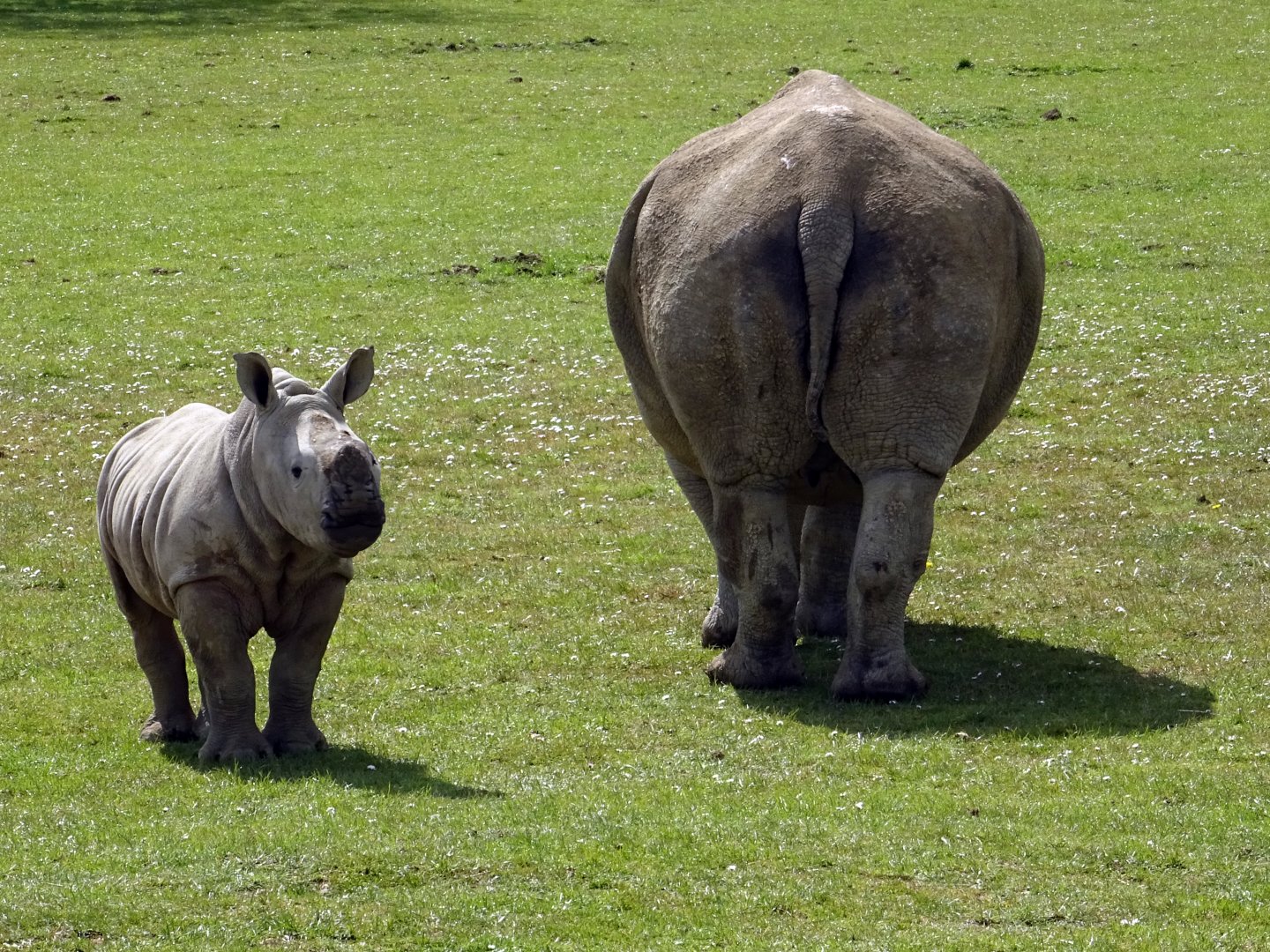 Southern White Rhinos