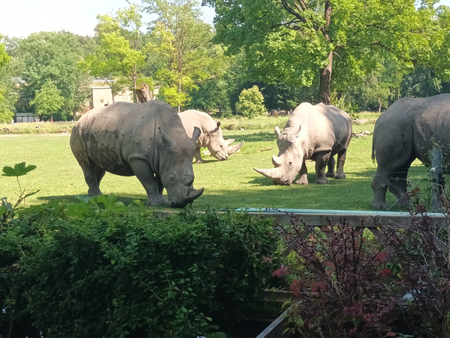Southern white Rhinos