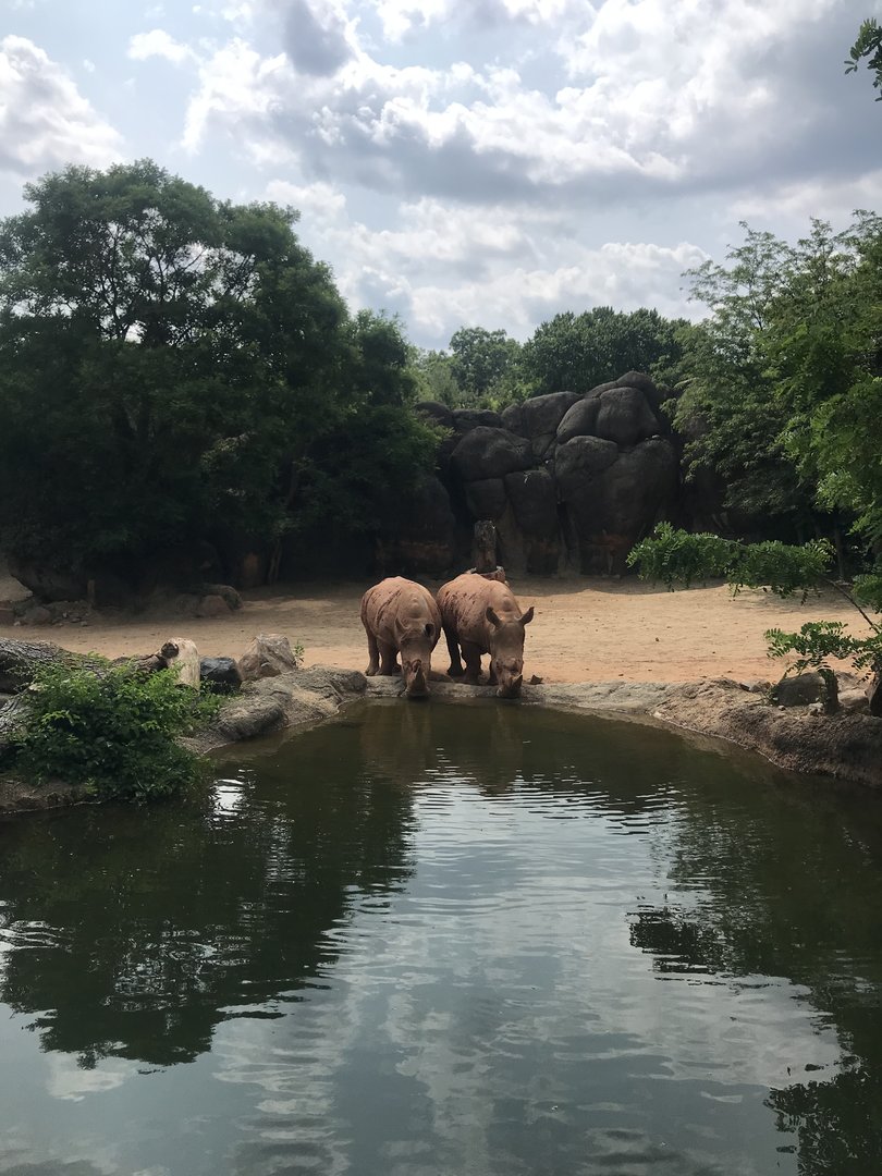 Southern White Rhinos