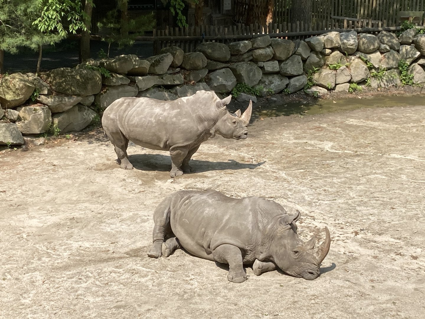 Southern White Rhinos