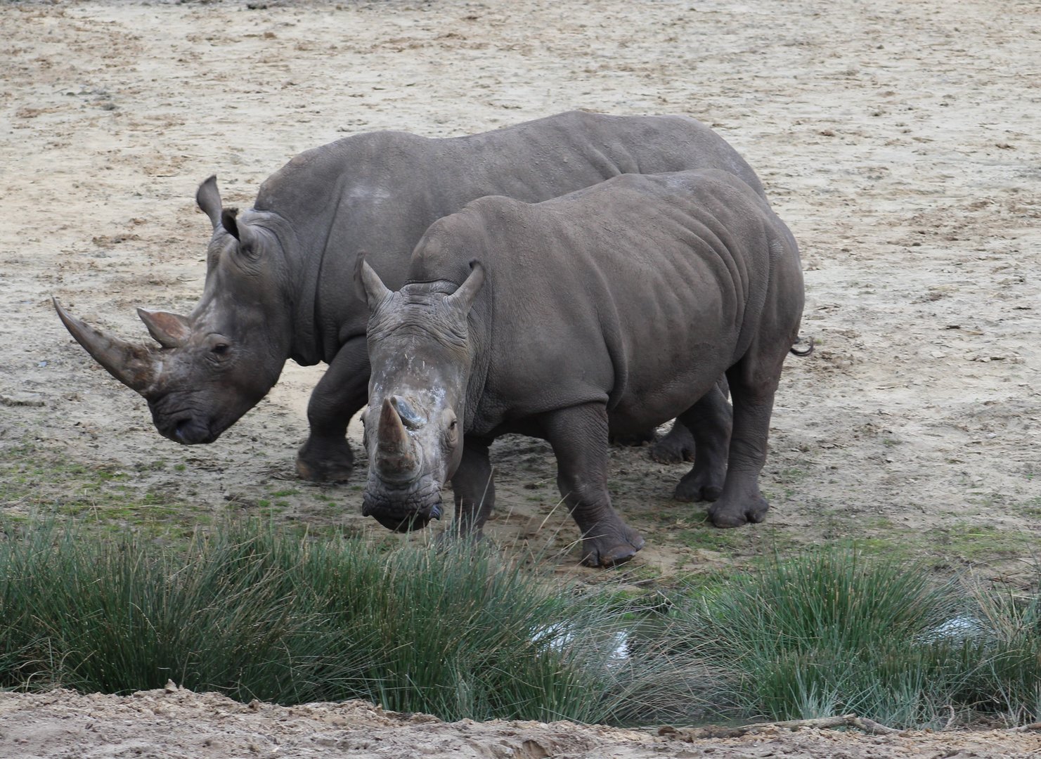 Southern white rhinos
