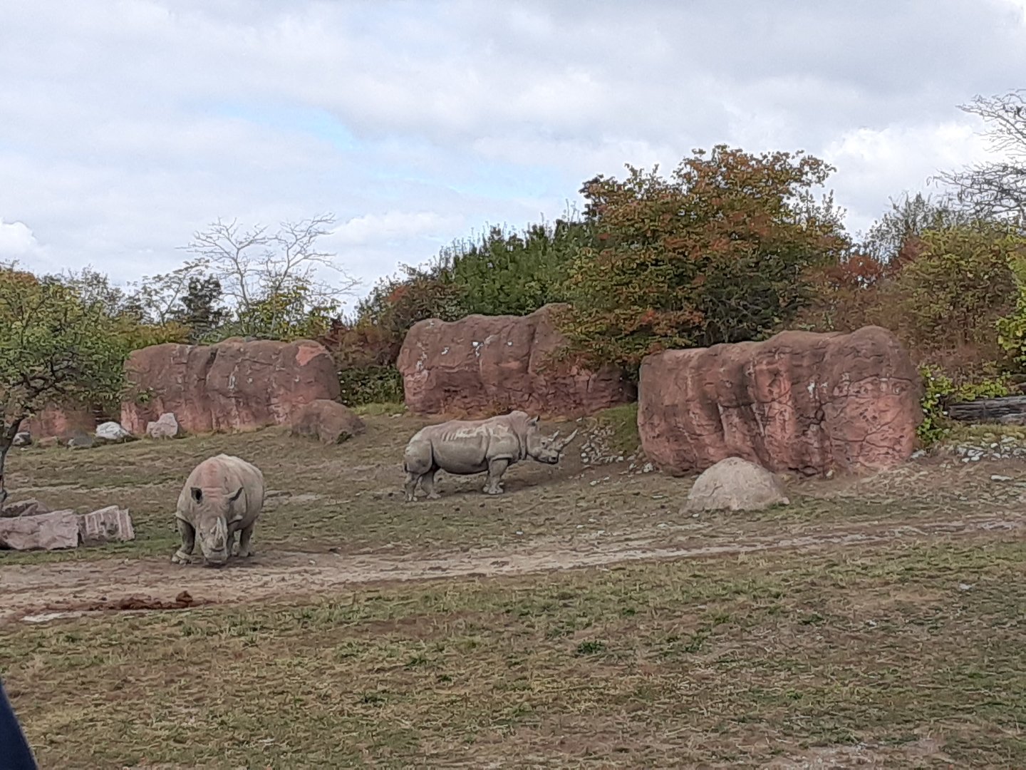 Southern White Rhinos