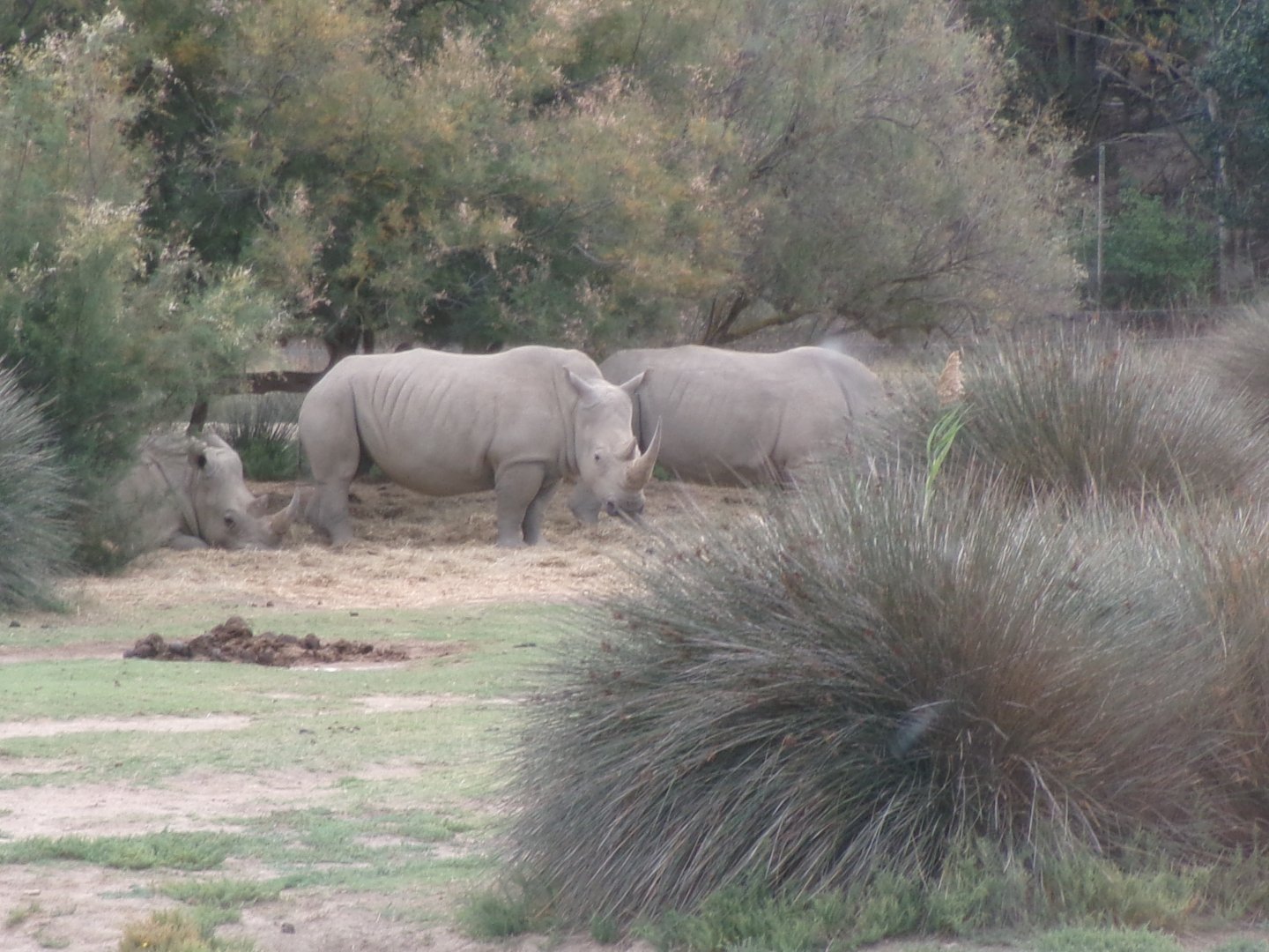 Southern white rhinos