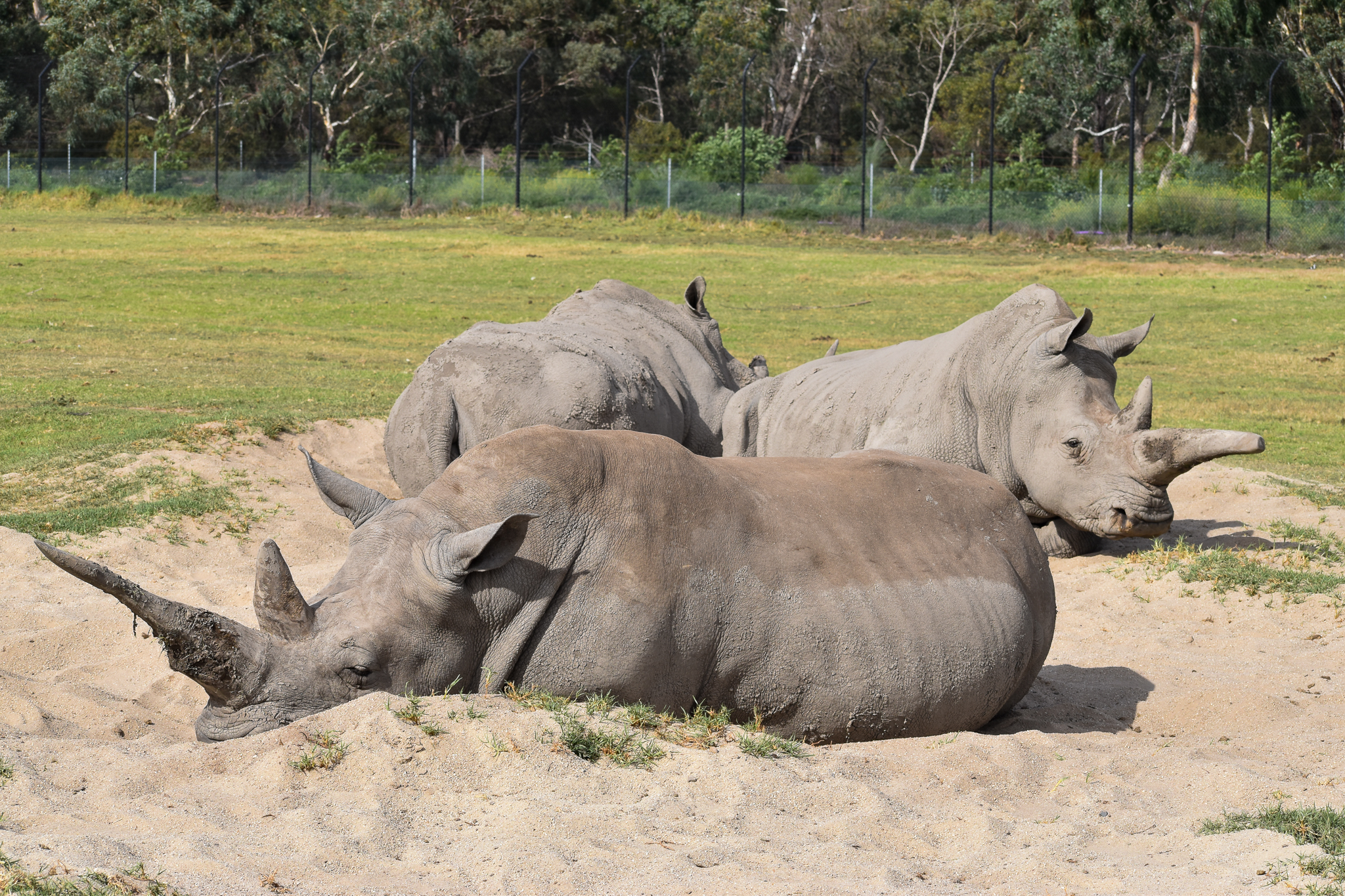 Southern White Rhinos