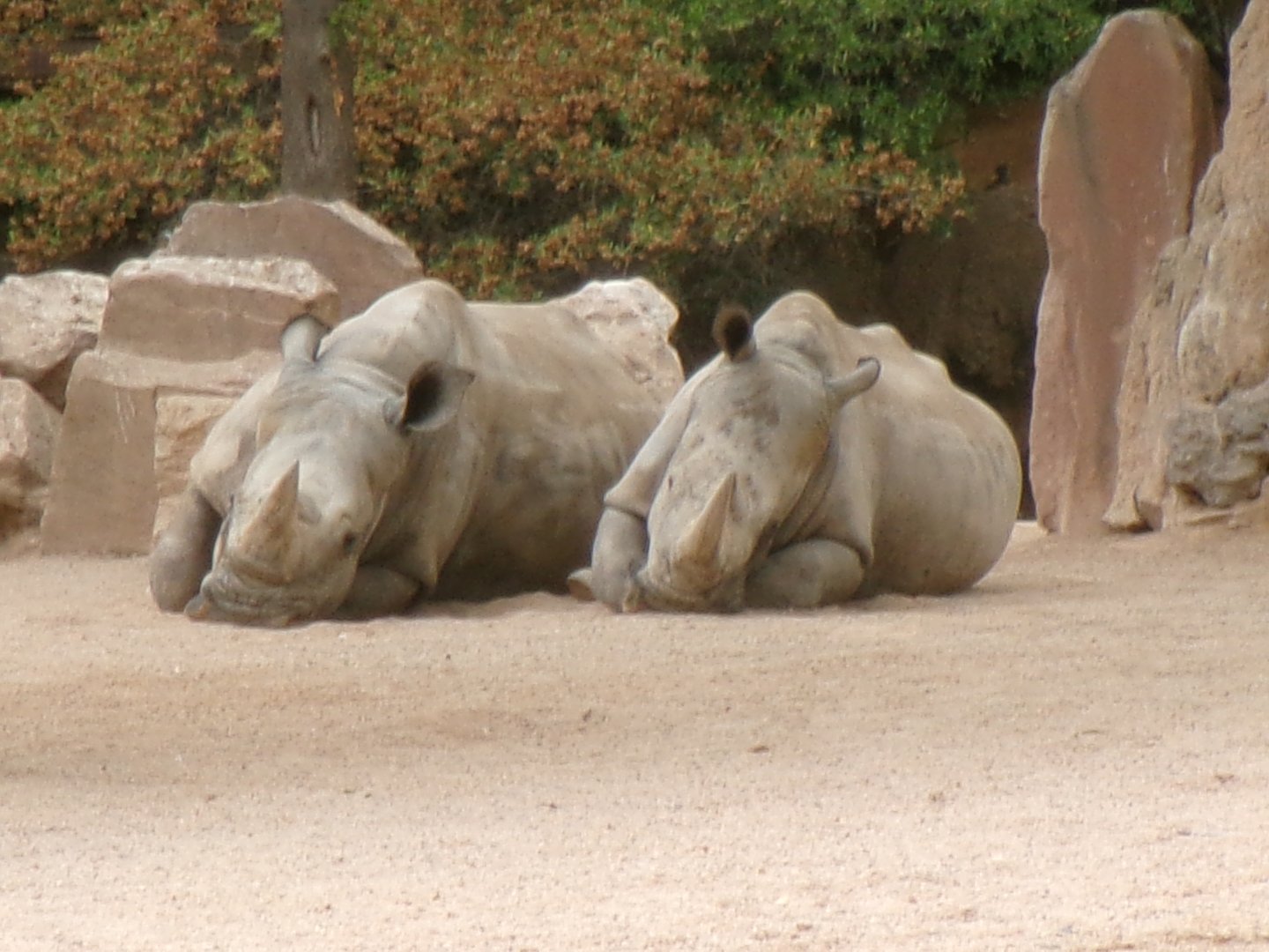 Southern white rhinos