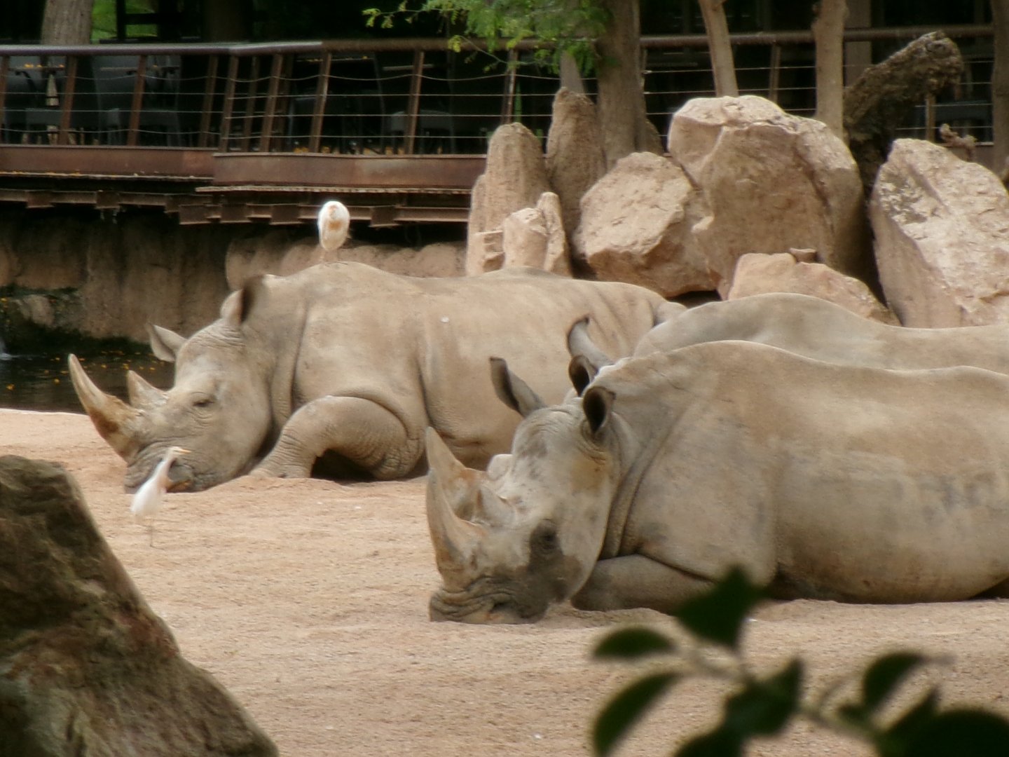 Southern white rhinos