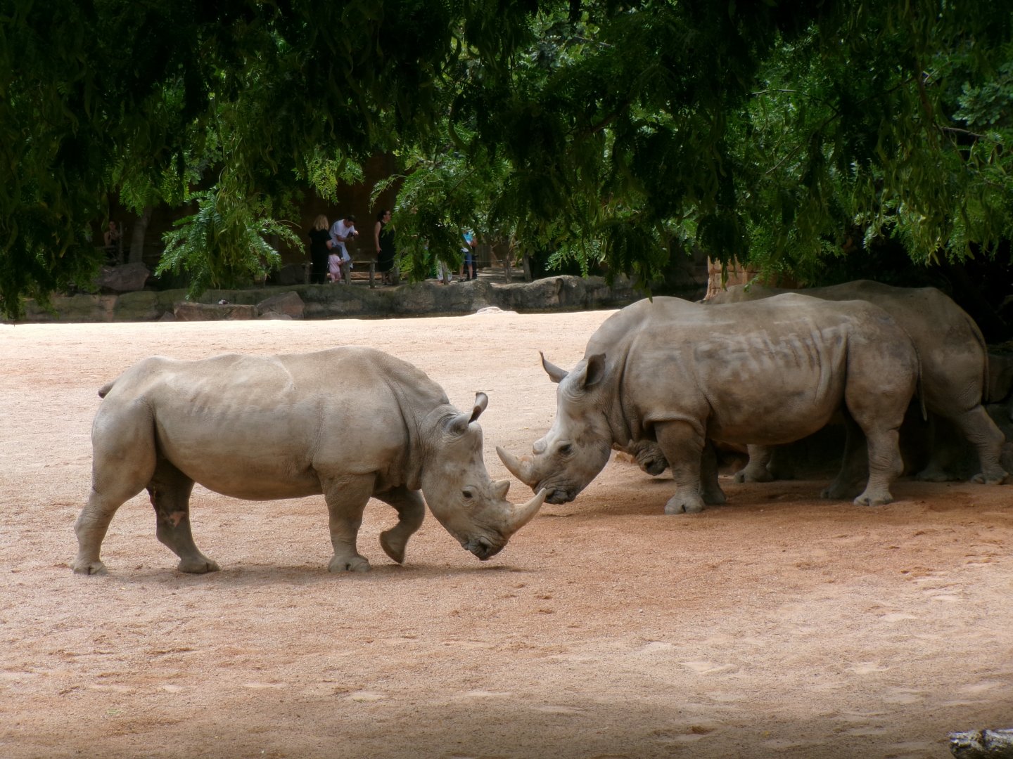 Southern white rhinos