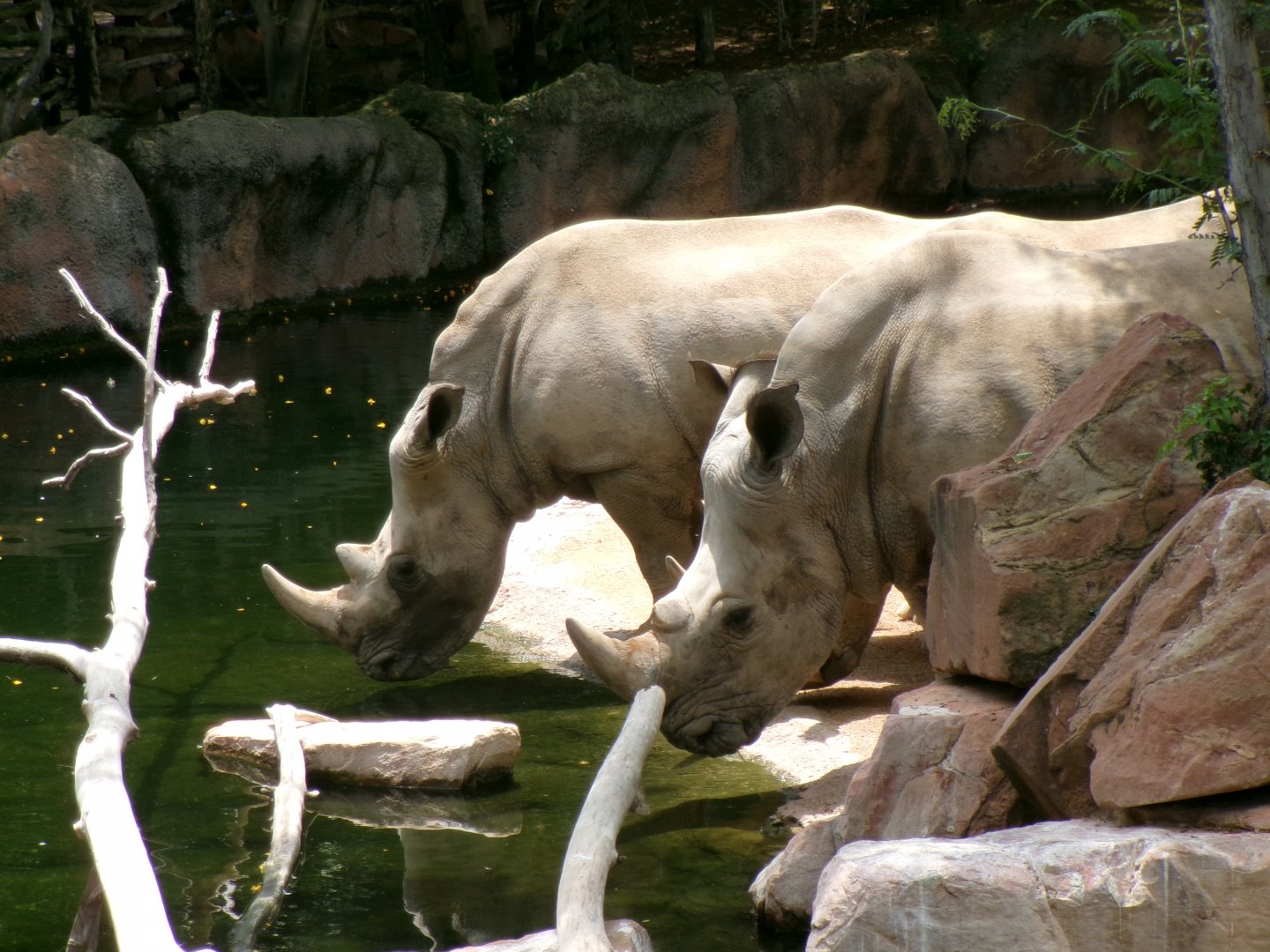 Southern white rhinos