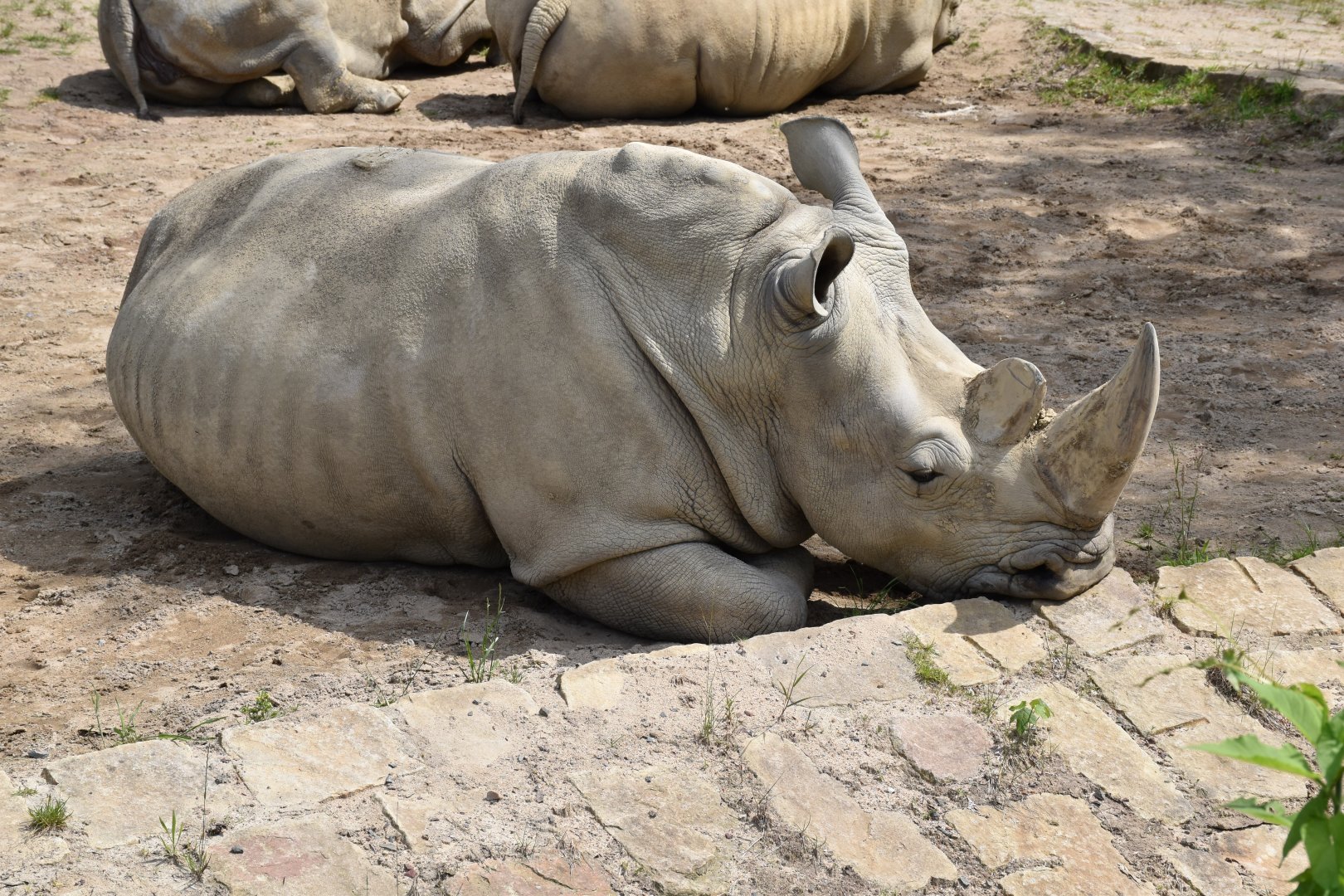 Southern white rihnoceros