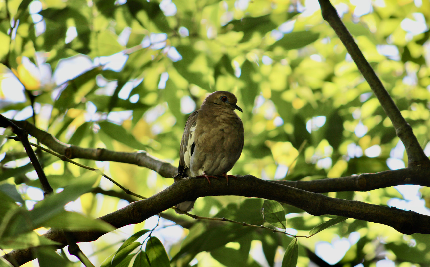 Southern White-Winged Dove (Zenaida asiatica australis)
