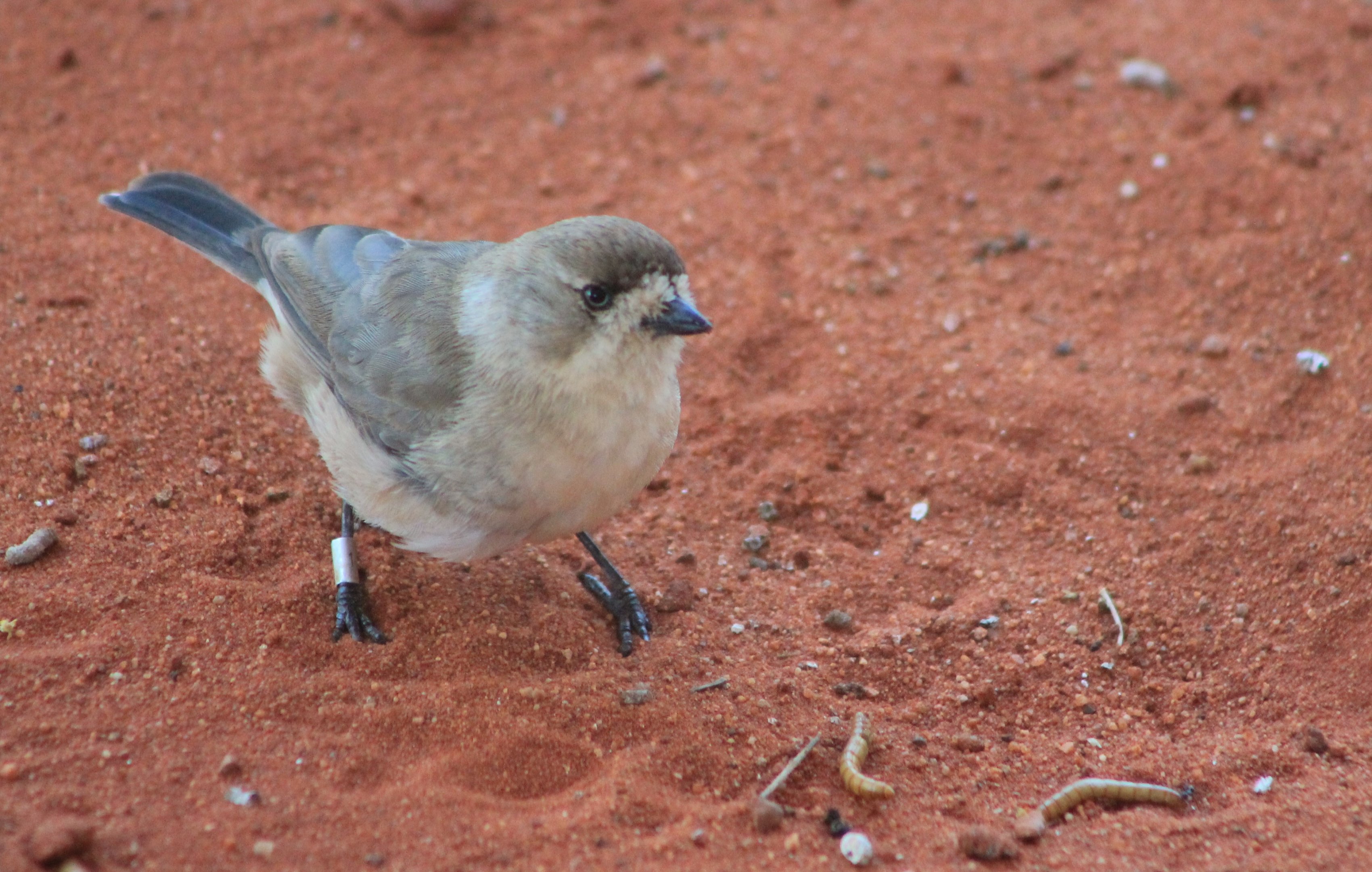 Southern Whiteface (Aphelocephala leucopsis)