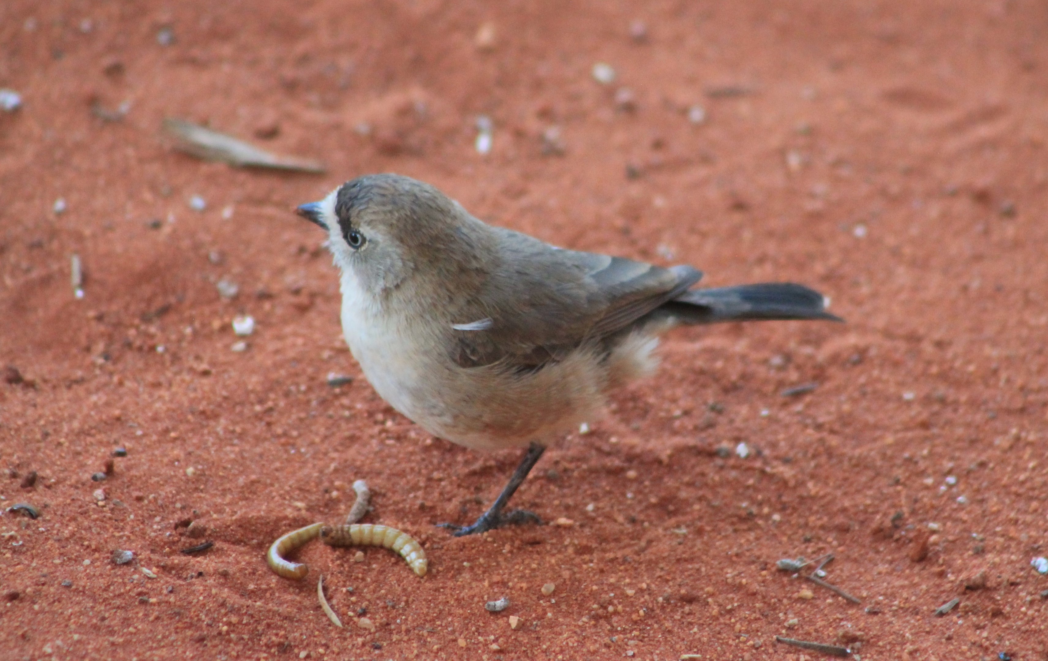 Southern Whiteface (Aphelocephala leucopsis)